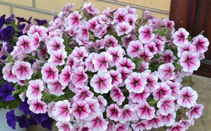 Hvad er fordelene ved petunia-blomster, og hvordan man dyrker dem korrekt