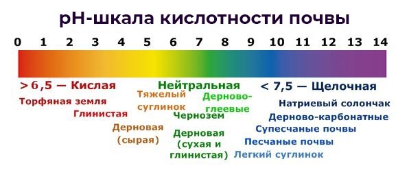 Какъв вид почва и дренаж харесват орлови нокти?