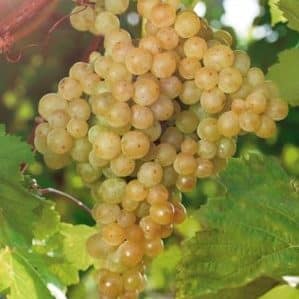 A selection of the best holistically sustainable grape varieties and recommendations for their selection