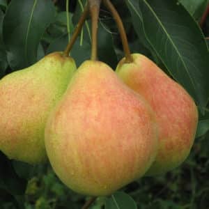 Ang pinakamahusay na self-fertile pear varieties: lumalagong mga tampok