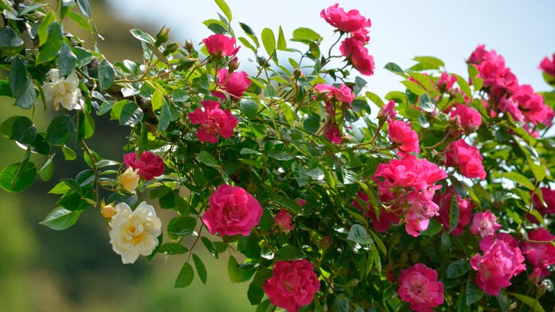 Hvorfor trenger du å beskjære klatreroser etter blomstring om sommeren og hvordan du gjør det riktig