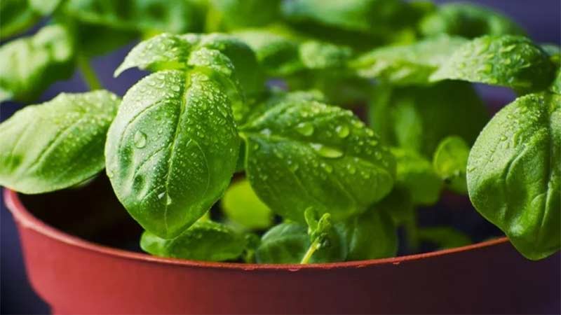 Istruzioni passo passo per coltivare il basilico sul balcone dai semi