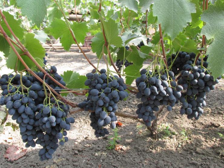 How to properly care for grapes in July: what to do, tips for beginning winegrowers