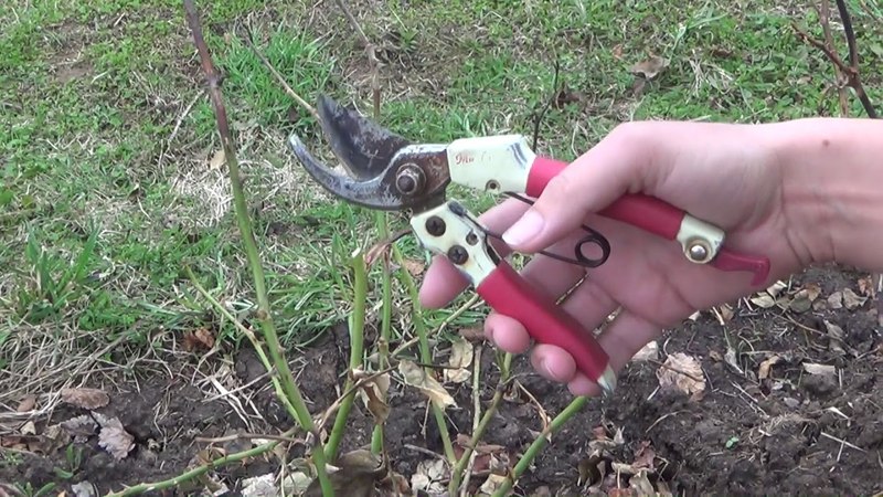 Como proteger arbustos e como tratar rosas na primavera contra doenças e pragas