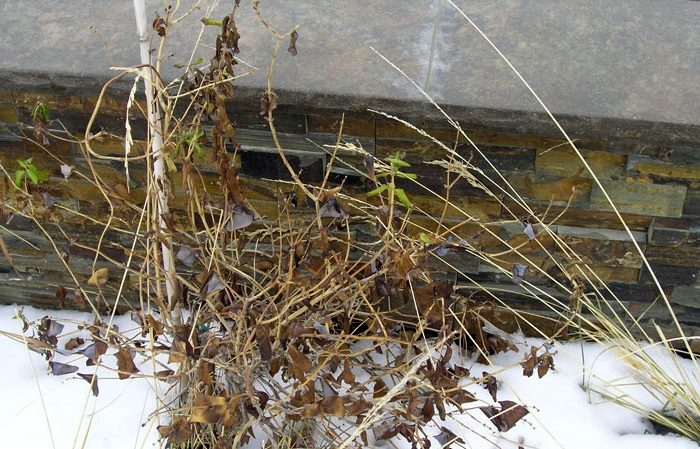 Early ripe dessert variety of honeysuckle Nizhegorodskaya rannyaya