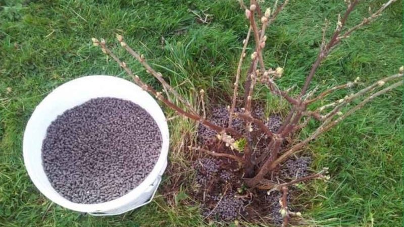 How to properly feed currants and gooseberries in spring