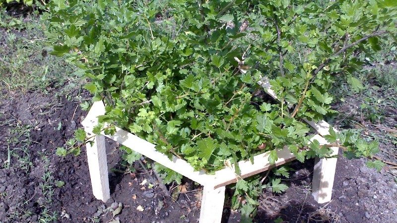 Arahan langkah demi langkah untuk tukang kebun pemula: cara mengikat gooseberry dan membentuk semak dengan betul