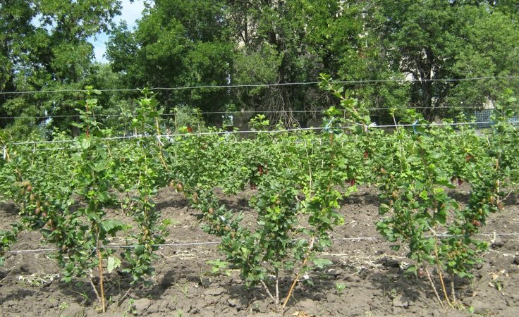 Stapsgewijze instructies voor beginnende tuinders: kruisbessen vastbinden en op de juiste manier een struik vormen