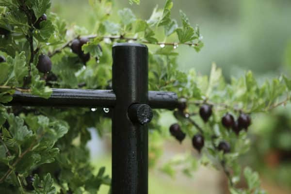 Instruções passo a passo para jardineiros iniciantes: como amarrar groselhas e formar um arbusto corretamente