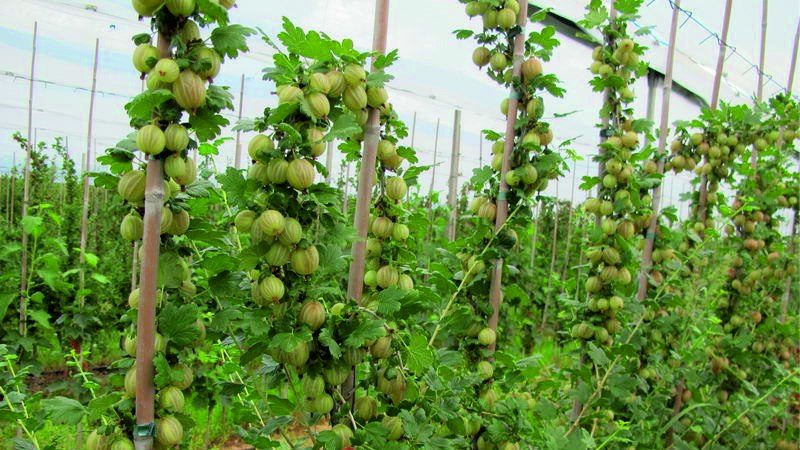 Come nutrire correttamente l'uva spina in primavera