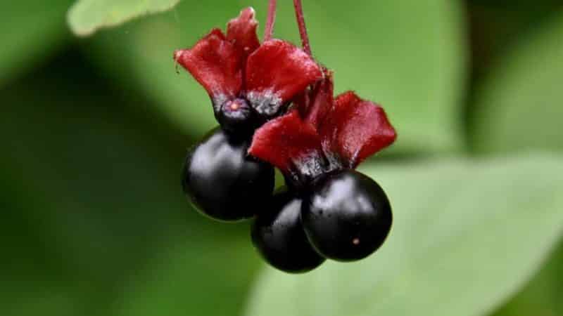 The best varieties of edible honeysuckle