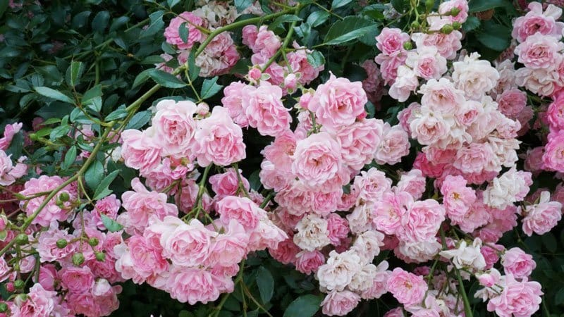 Un guide pour couper les roses à l'automne à la maison pour les jardiniers débutants