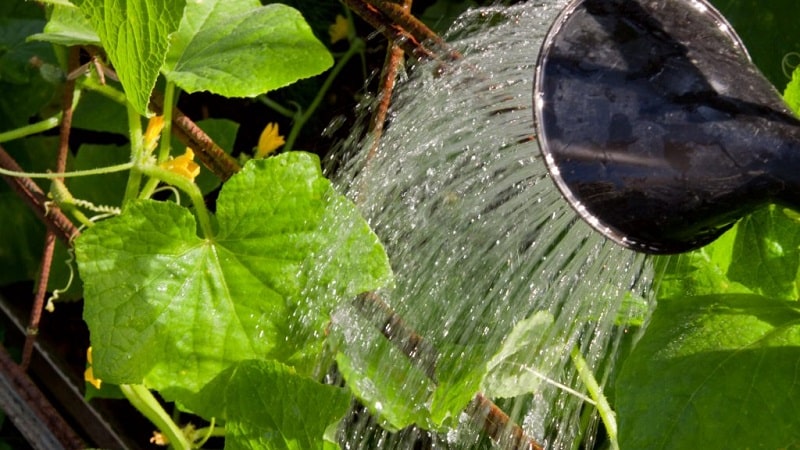 Come piantare i cetrioli in una serra e altri metodi di cura dalla semina al raccolto