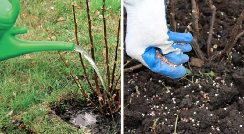 Planter et entretenir les groseilles à maquereau en pleine terre au printemps