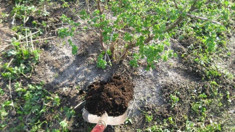 Plantning og pleje af stikkelsbær i det åbne terræn om foråret