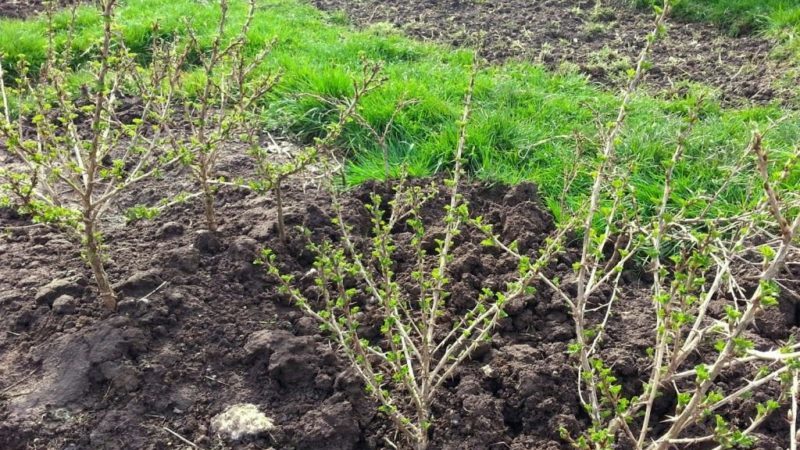 İlkbaharda açık alanda bektaşi üzümü dikimi ve bakımı