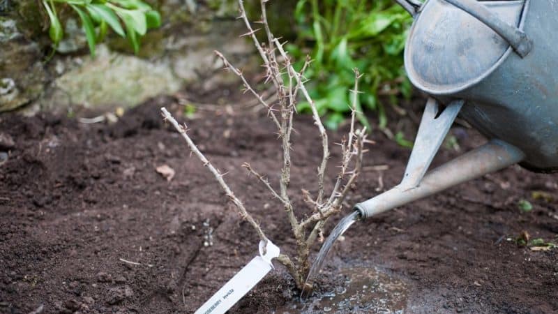 Im Frühjahr Stachelbeeren im Freiland pflanzen und pflegen