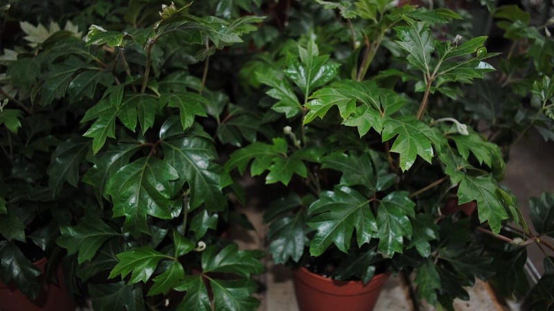 Binnendruiven planten en thuis verzorgen