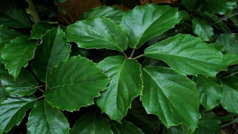 Binnendruiven planten en thuis verzorgen