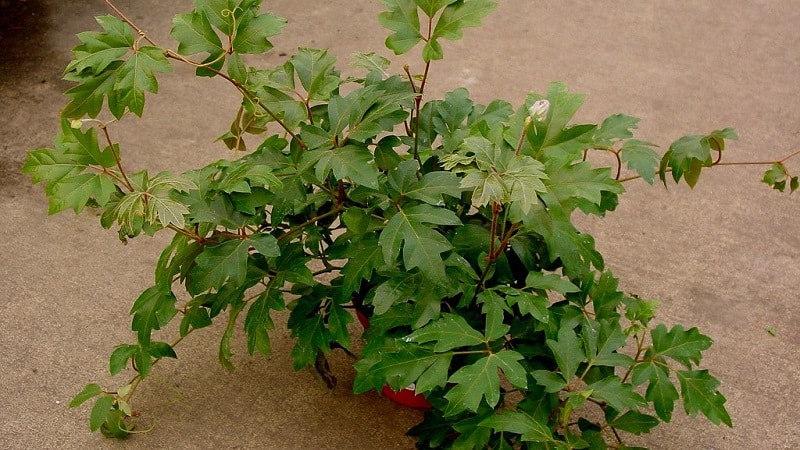 Binnendruiven planten en thuis verzorgen