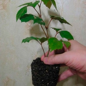 Binnendruiven planten en thuis verzorgen