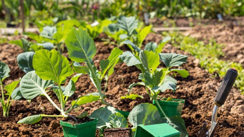 Hvordan og hvornår man skal plante kål til frøplanter og i åben jord