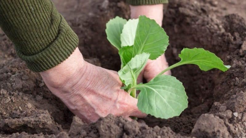 High-yielding cold-resistant cabbage hybrid Tobia f1