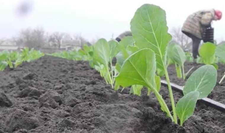 Hvordan og hvornår man skal plante kål til frøplanter og i åben jord