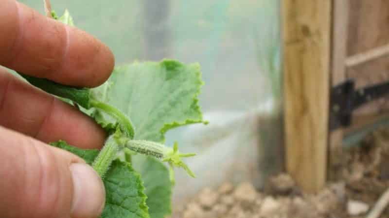 Come pizzicare correttamente i cetrioli in una serra: regole di cura dalla semina alla raccolta