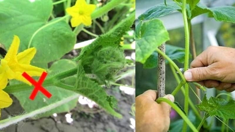 Come pizzicare correttamente i cetrioli in una serra: regole di cura dalla semina alla raccolta