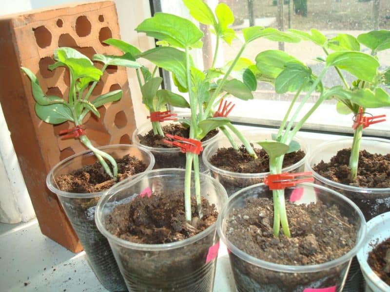 Schemes and subtleties of grafting watermelon onto pumpkin