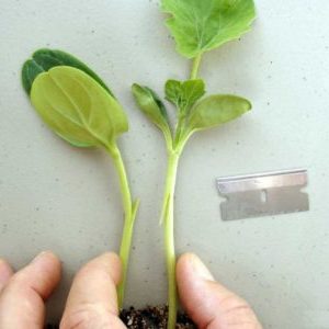 Schemes and subtleties of grafting watermelon onto pumpkin