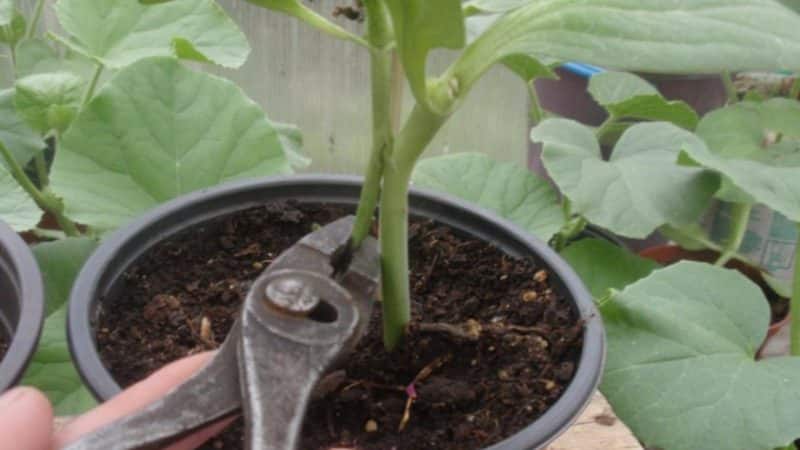 Schemes and subtleties of grafting watermelon onto pumpkin