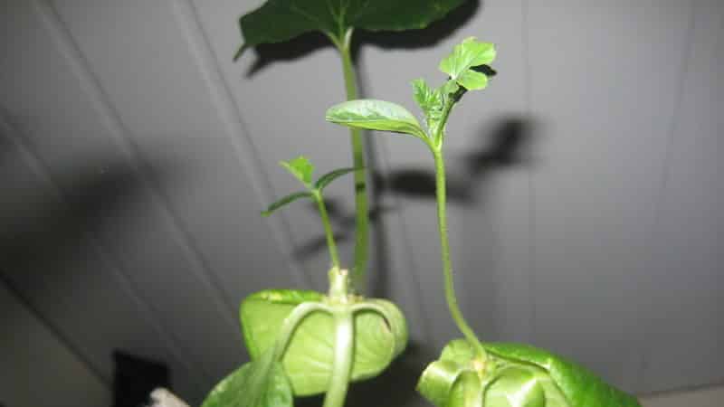 Schemes and subtleties of grafting watermelon onto pumpkin