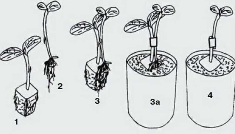 Schemes and subtleties of grafting watermelon onto pumpkin