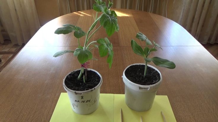 Schemes and subtleties of grafting watermelon onto pumpkin