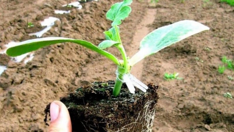 แผนงานและความละเอียดอ่อนของการต่อแตงโมลงบนฟักทอง