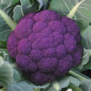 Purple cauliflower: paglalarawan at larawan