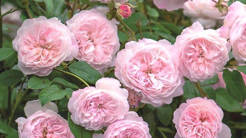 Una guia per tallar roses a la tardor a casa per als jardiners principiants