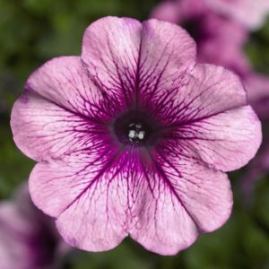 ¿Cuáles son los beneficios de las flores de petunia y cómo cultivarlas correctamente?