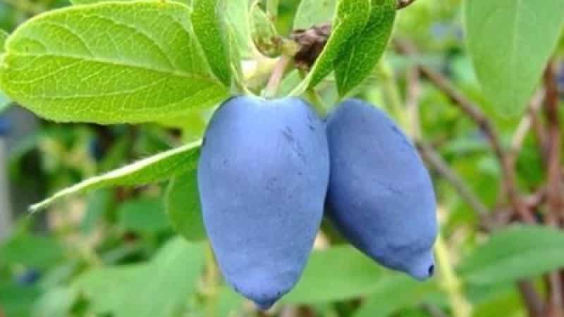 Early ripening variety of honeysuckle Slavyanka