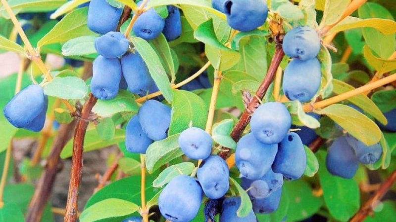 Early ripening variety of honeysuckle Slavyanka