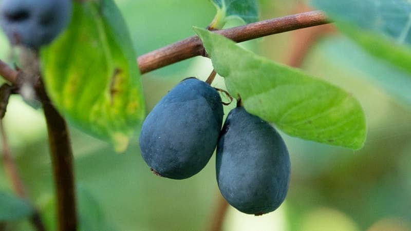 Early ripening variety of honeysuckle Slavyanka