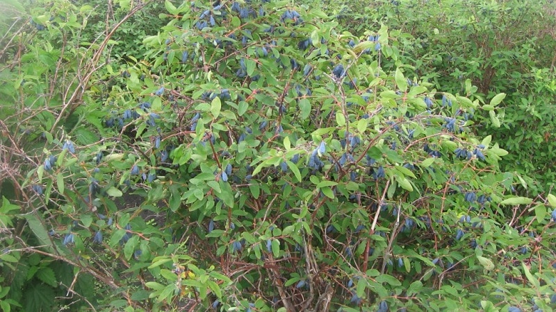 Variedad de maduración temprana de madreselva Slavyanka.