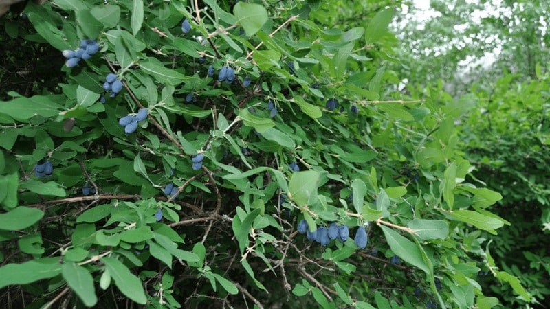 Variété de chèvrefeuille à maturation précoce Slavyanka