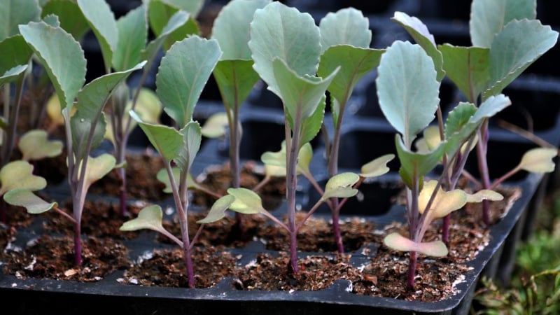 Purple cauliflower: description and photo