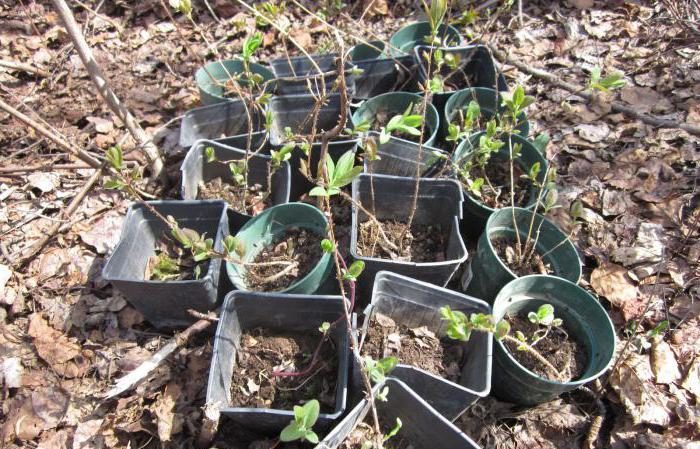 Wcześnie dojrzewająca mrozoodporna odmiana wiciokrzewu Avacha