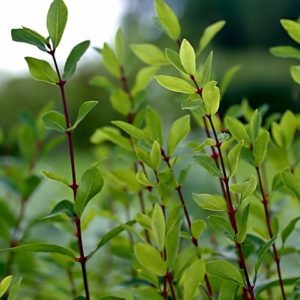 Variedad de madreselva Avacha de maduración temprana resistente a las heladas