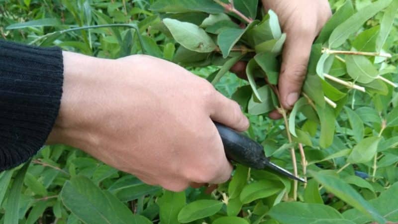 Maagang ripening matamis na iba't-ibang honeysuckle Leningrad Giant