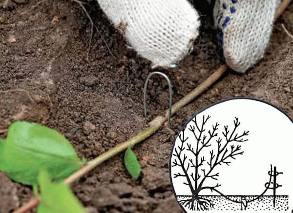 Plantar madreselva en campo abierto y cuidarla.